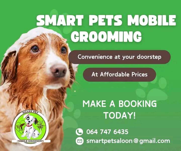 Happy dog after grooming